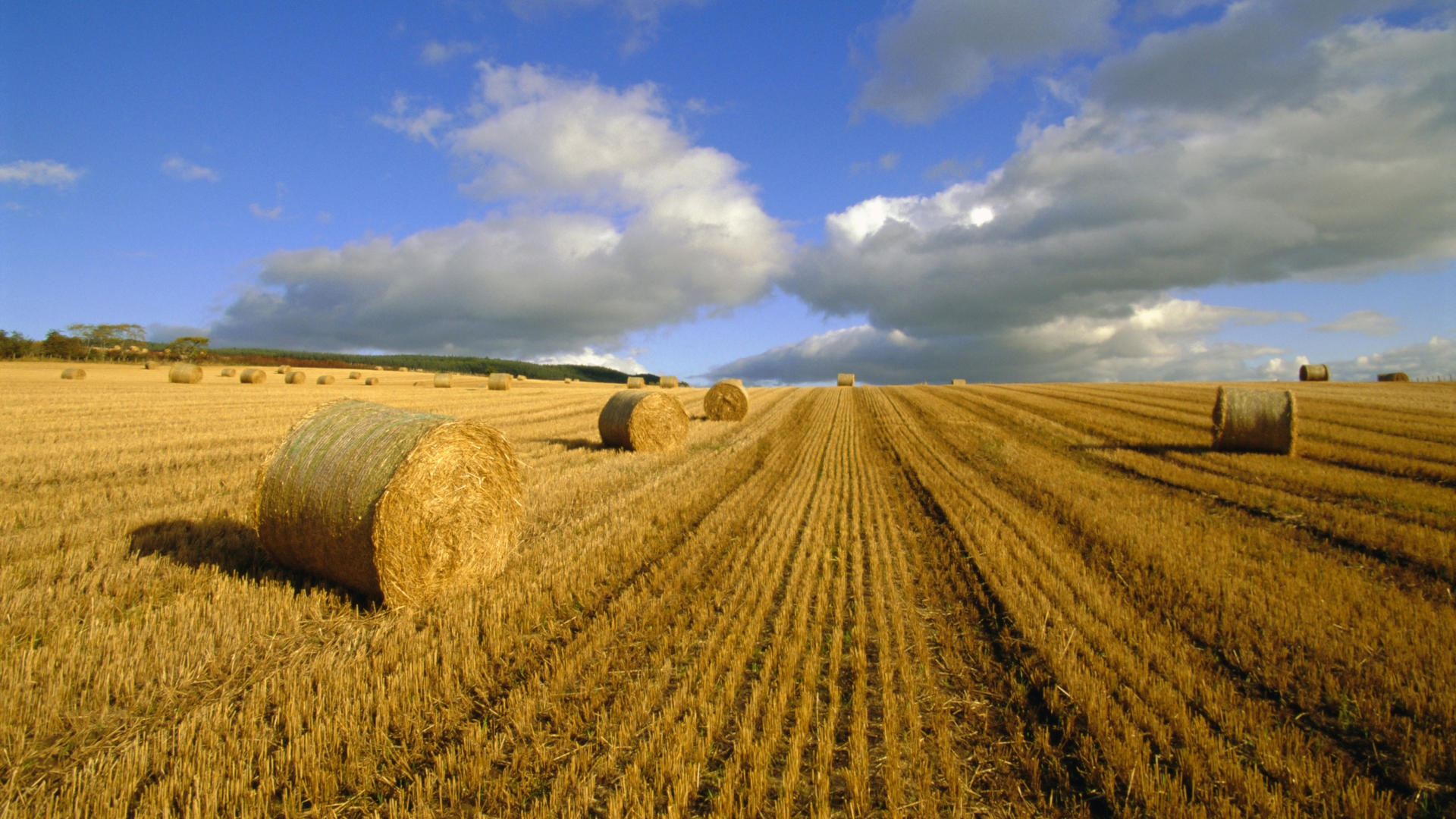 Agricultura